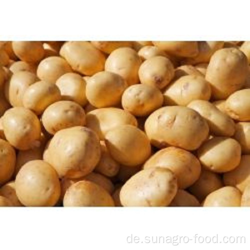 Kartoffeln mit hoher Ausbeute und Qualität